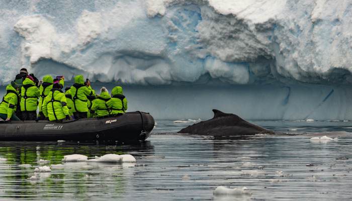 Atlas Ocean Voyages Antarctica Zodiac Whale Breaching 2 ©Atlas Ocean Voyages.jpg